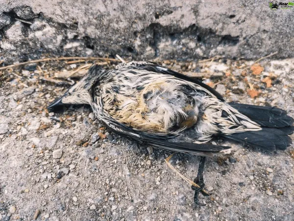 Dead Bird Removal Brighton