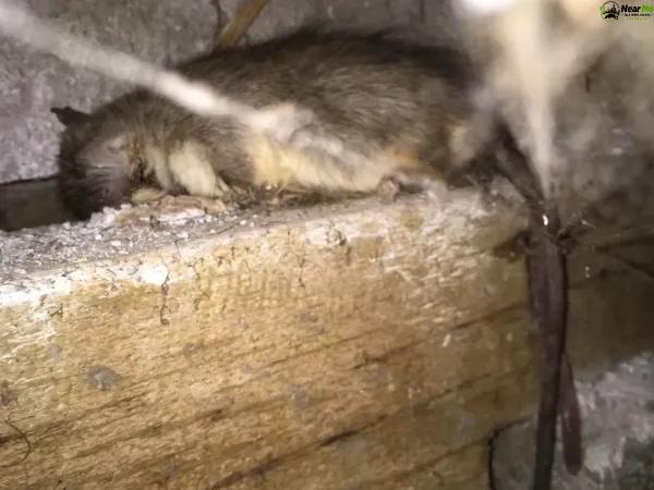 Dead Rat Removal Brighton